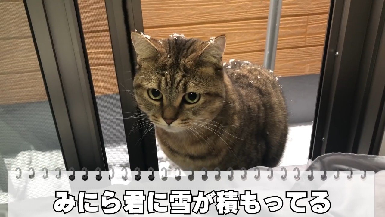 雪が積もってる