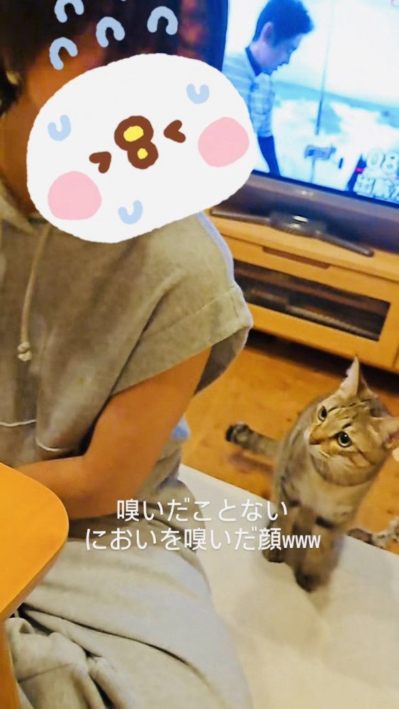 姪を見て驚くキジトラ猫