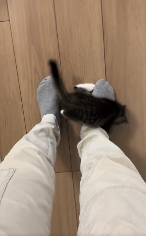 保護主の右足にしがみつく子猫
