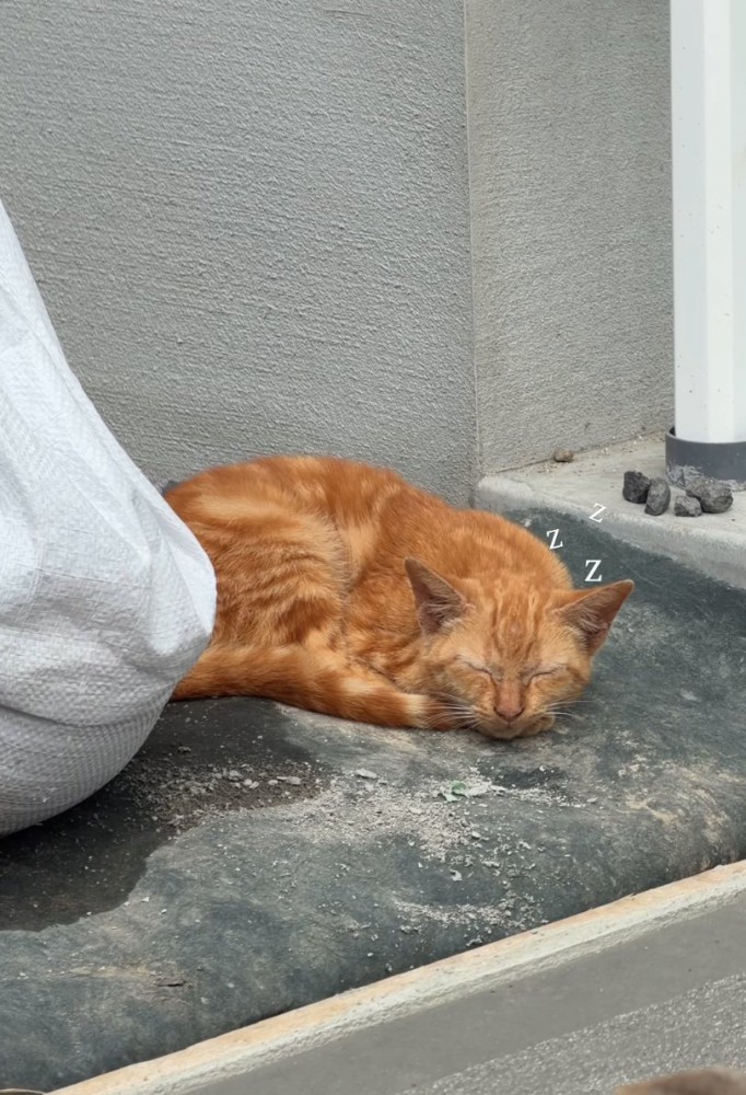 日向ぼっこする子猫