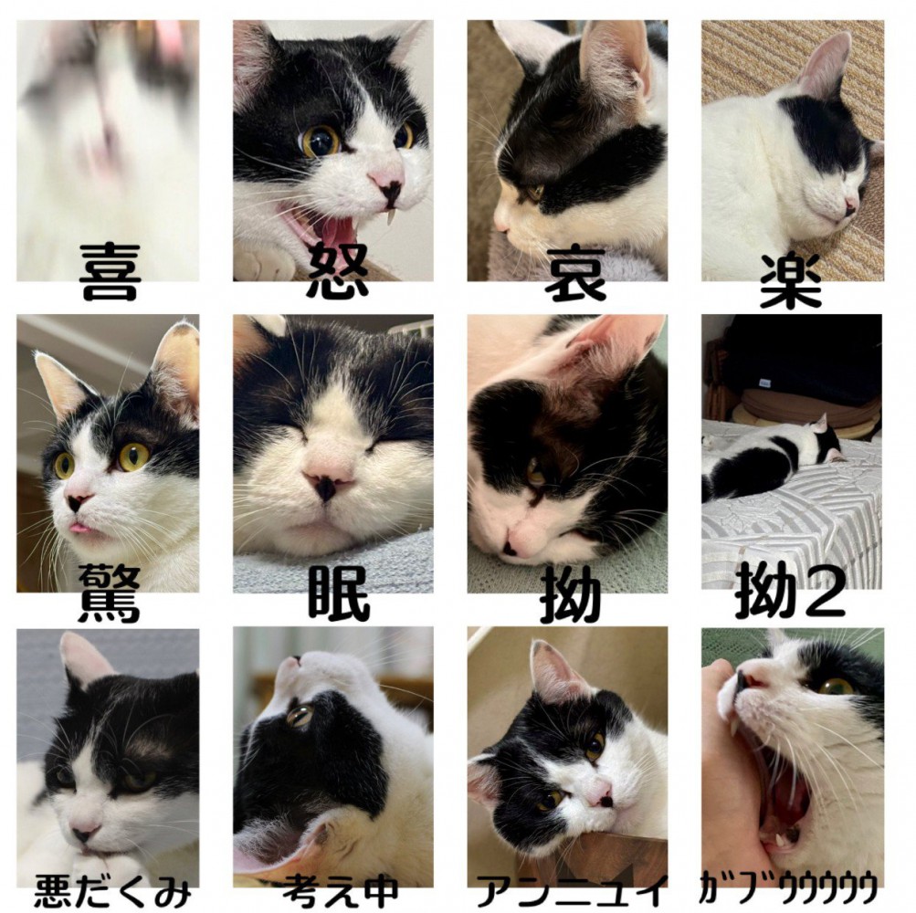 12枚の猫写真