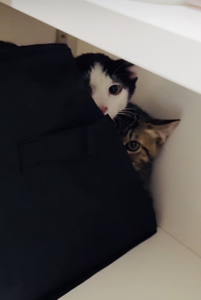収納ボックスの後ろからママをチラ見するキジトラ猫とハチワレ猫