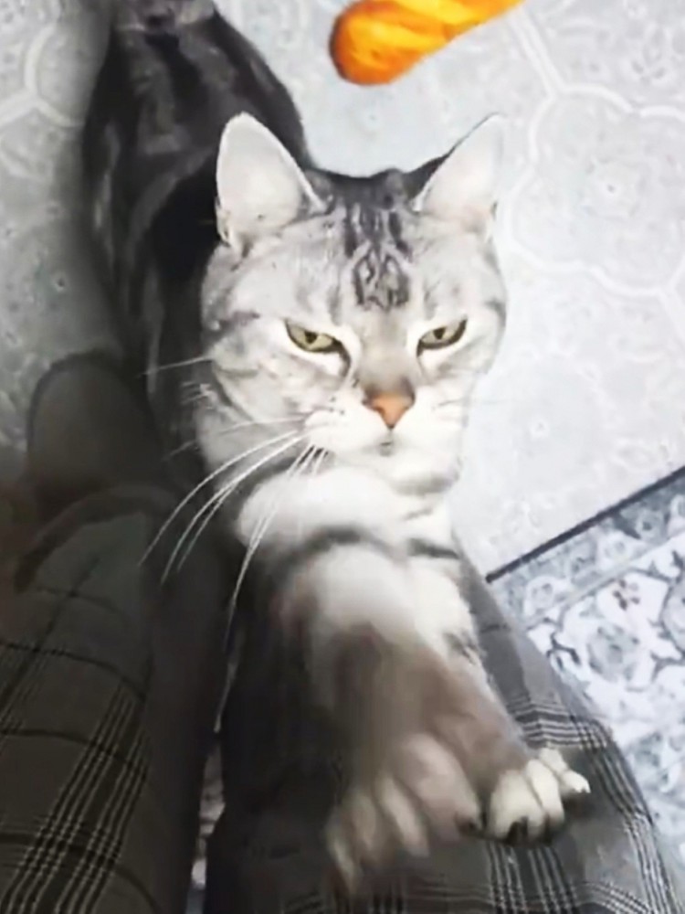 飼い主の足にじゃれる猫