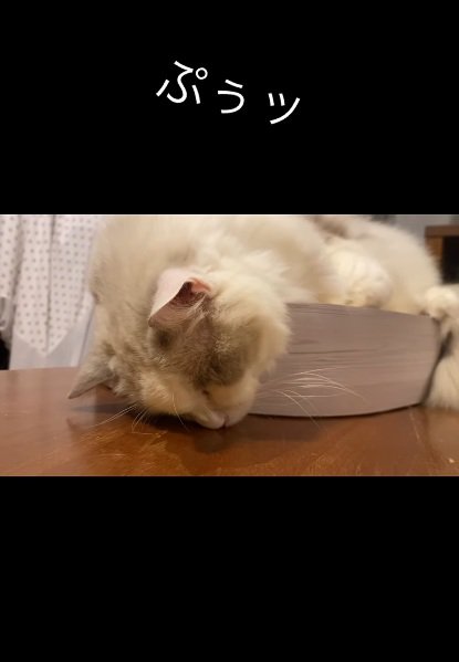 床に顔をつけて寝ている猫