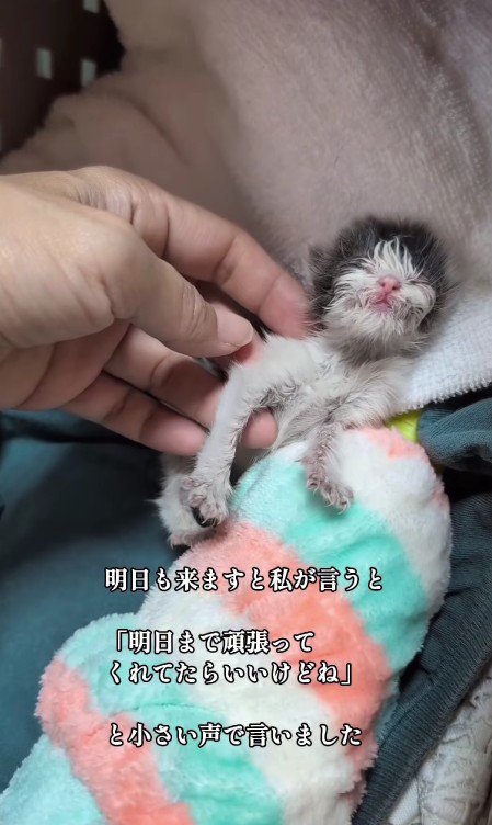 保護された子猫