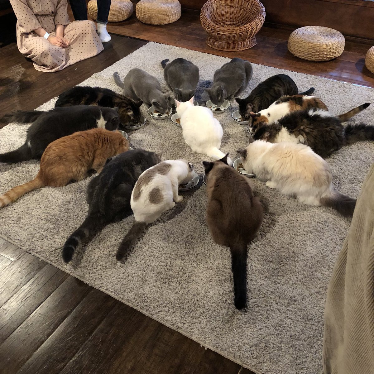 キャットアパートメントは京都西陣の町屋猫カフェ！特徴や在籍猫のご紹介