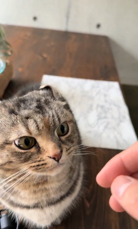 飼い主の指を睨みつけている猫