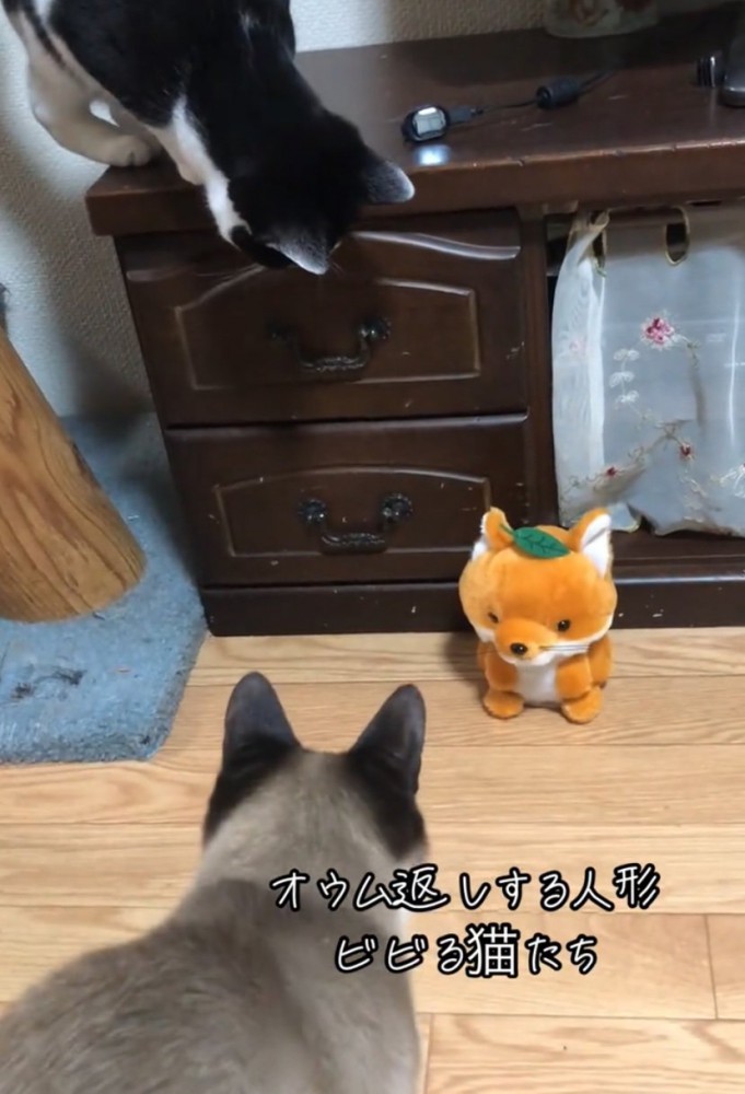 後退りする猫