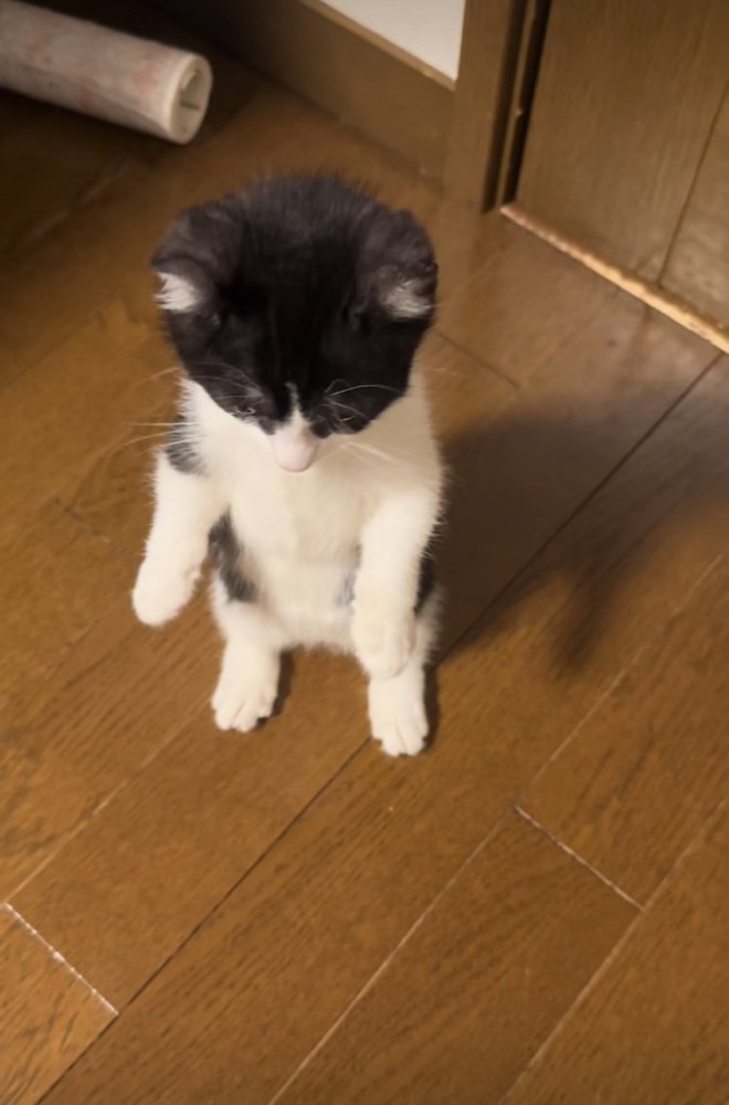 後ろ足で立つ子猫