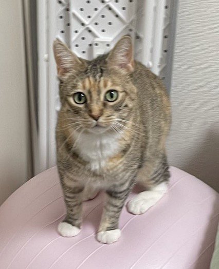 バランスボールに乗って正面から飼い主を見つめる猫