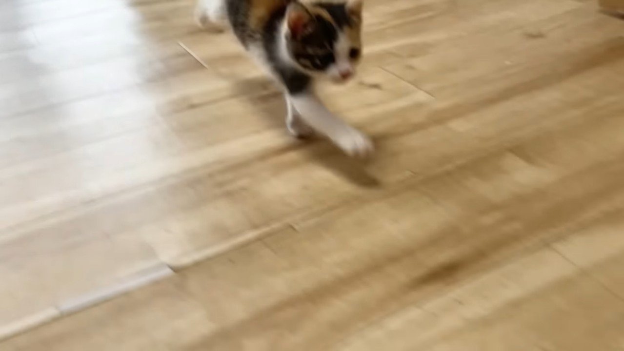 右前足が前