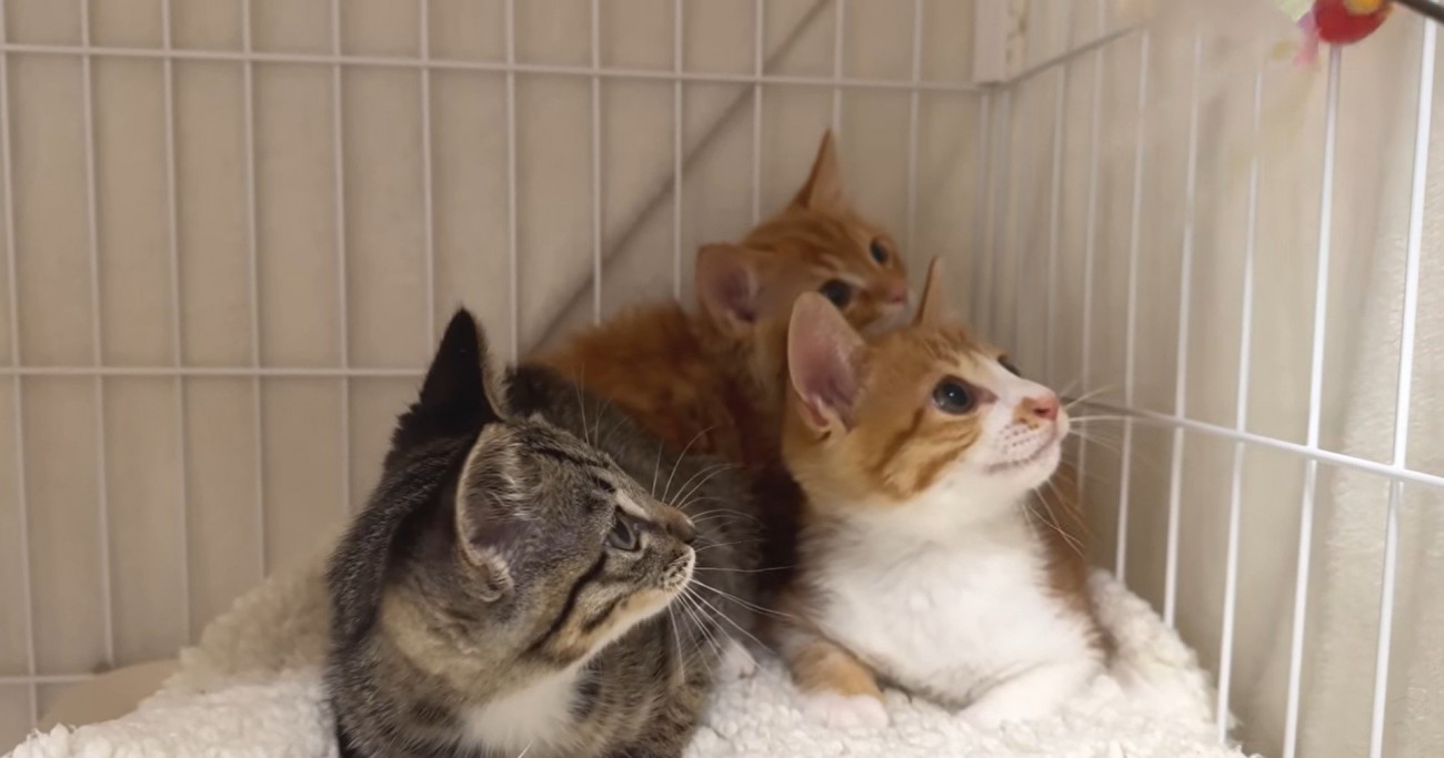 ケージの中にいる3匹の子猫