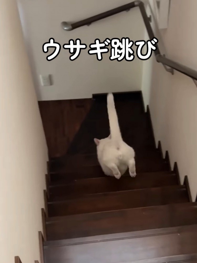 後ろ足を揃えて階段を下りる猫