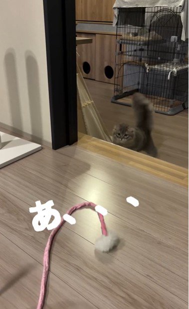 猫じゃらしを見ている猫