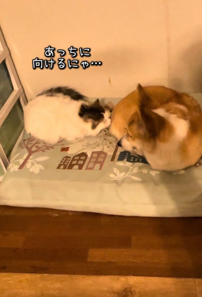 お尻の匂いを嗅ぐ猫