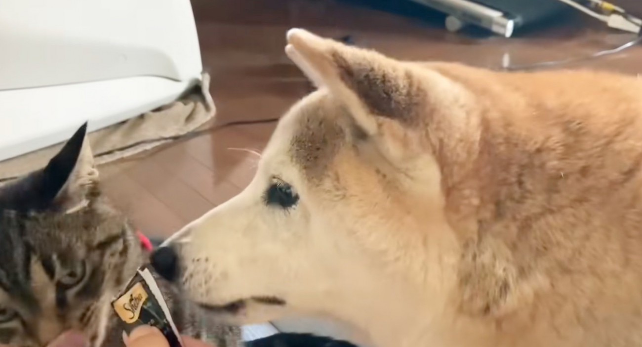 少し顔を離す猫