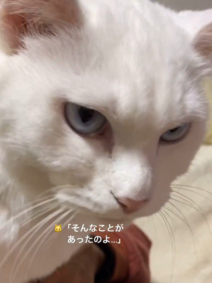 猫の顔