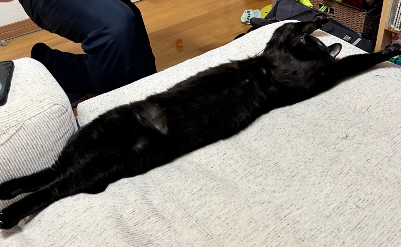 長く伸びる猫