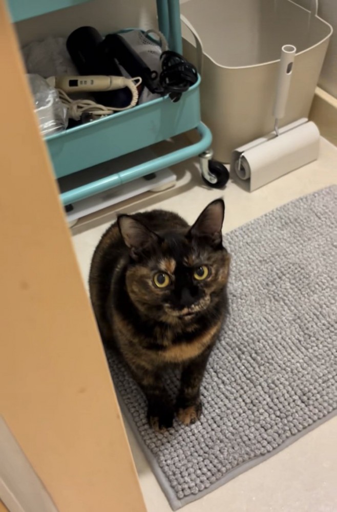 お風呂場の前でママを見上げるサビ猫