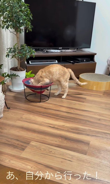 ハンモックに入る猫