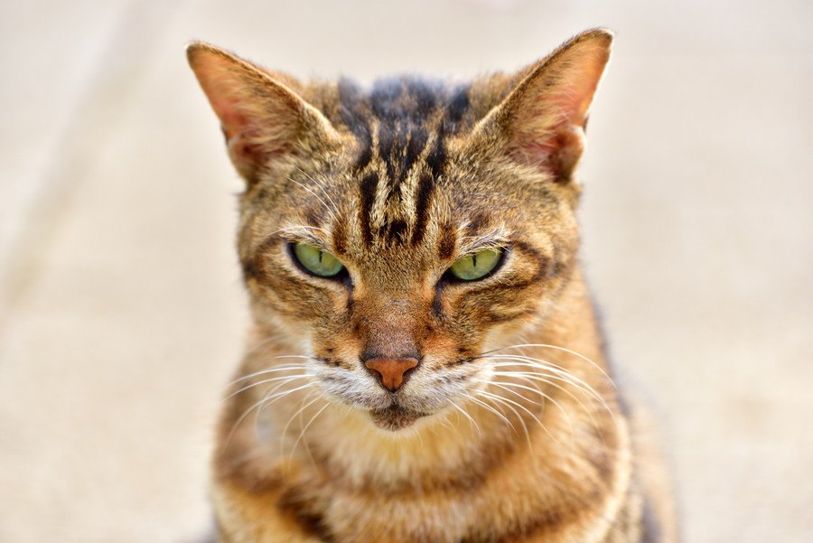 猫が不機嫌？イライラしている時にするサイン３つ