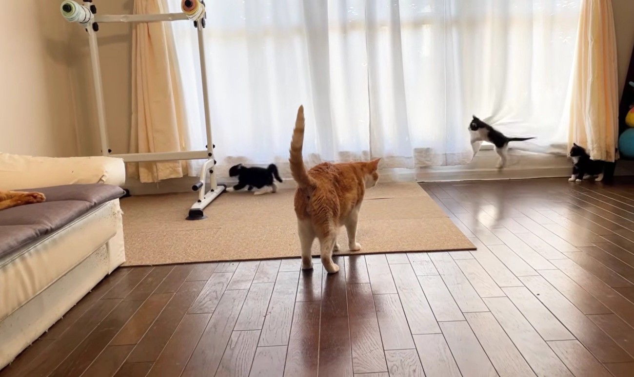 歩いている茶トラ猫と窓際で遊んでいる3匹の子猫