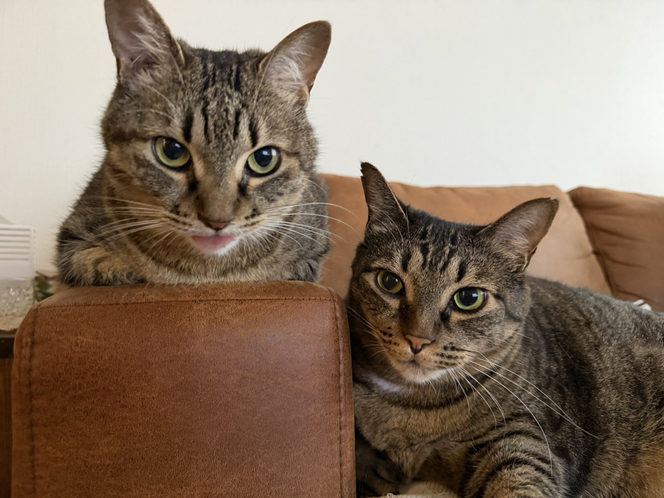 座る2匹の猫