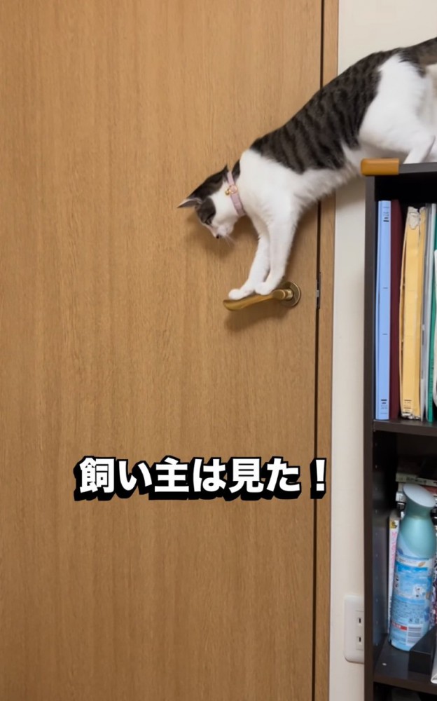 取っ手に体重をかける猫
