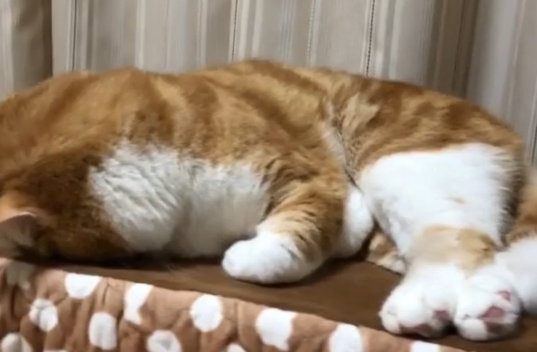 うつ伏せになっている猫の全身
