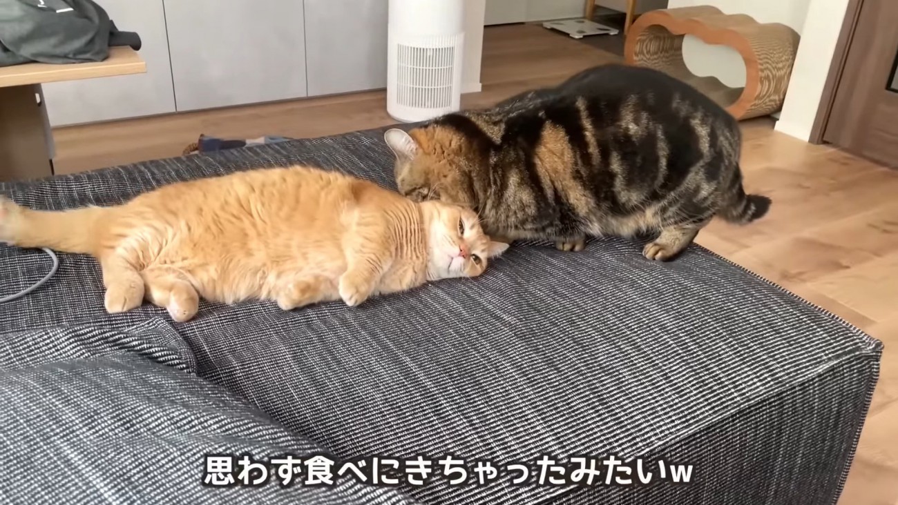 黒い猫に噛まれる猫