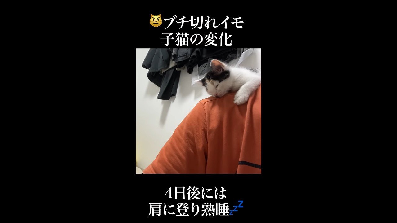 肩の上(斜め)