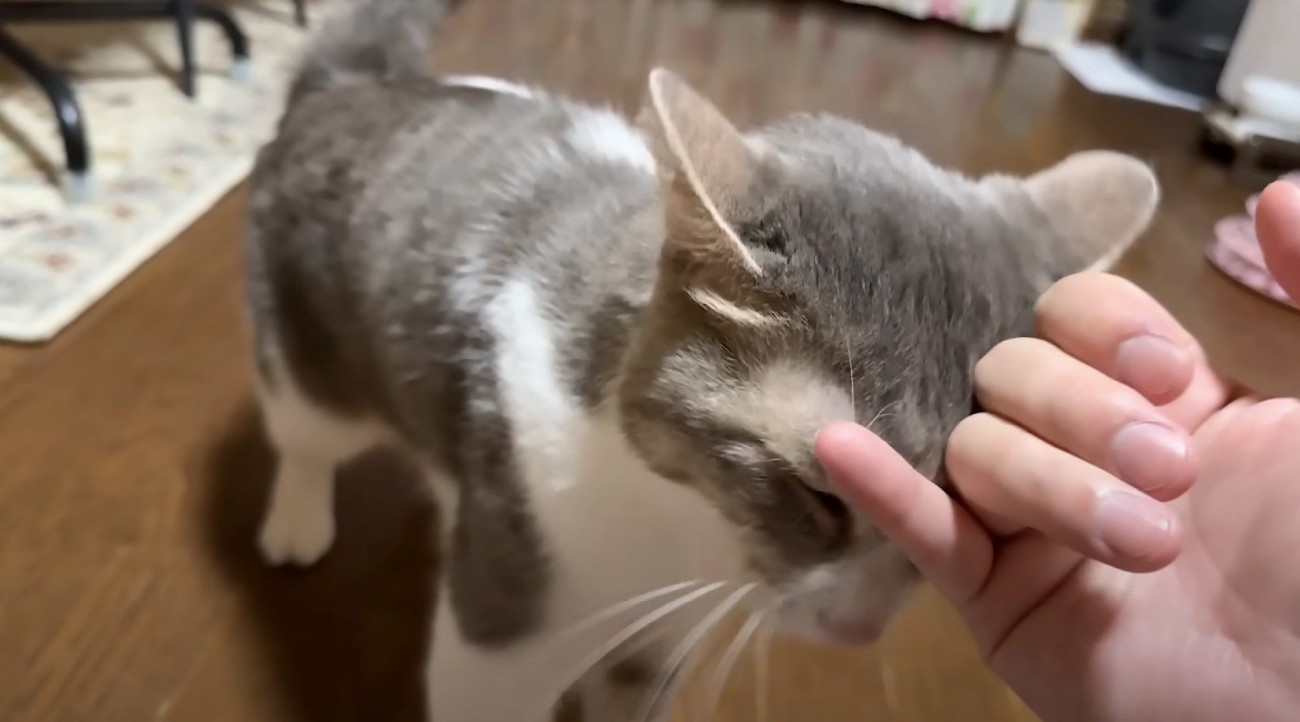 投稿者に触られて喉の音を大きくする猫