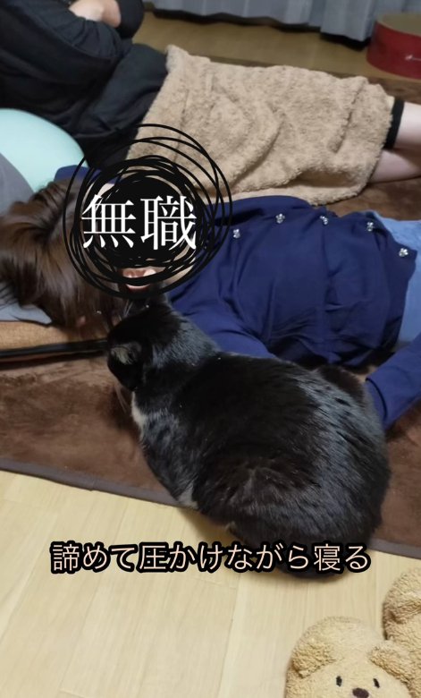 寝ている人のとなりにいる猫