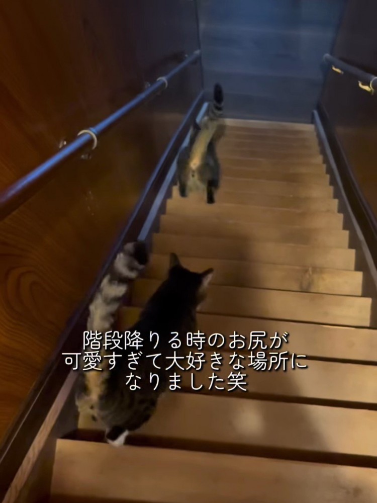 一列で階段を降りる2匹の猫