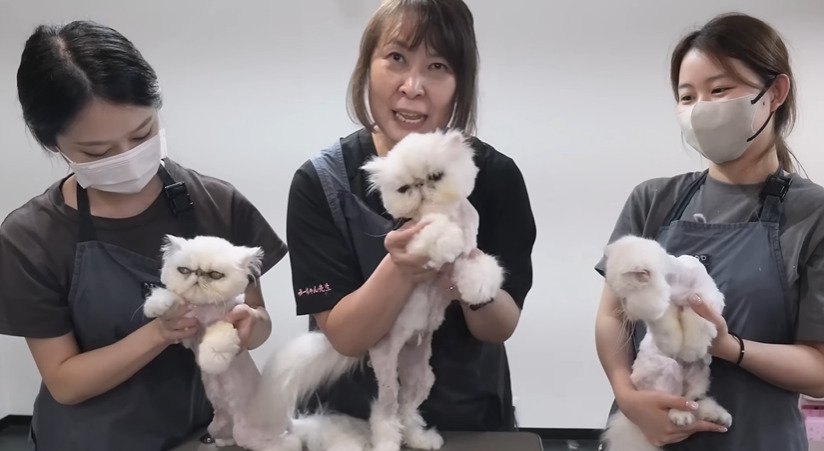 抱っこされる3匹の猫