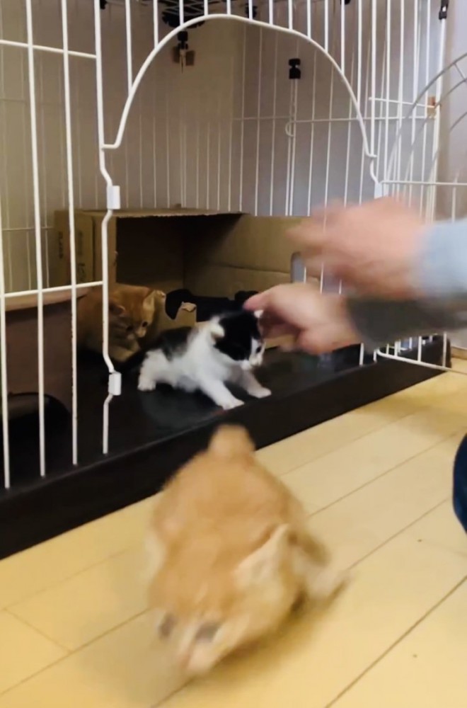 ママにケージに入れられるハチワレ子猫とケージの中の茶トラ子猫とケージから飛び出る茶トラ子猫