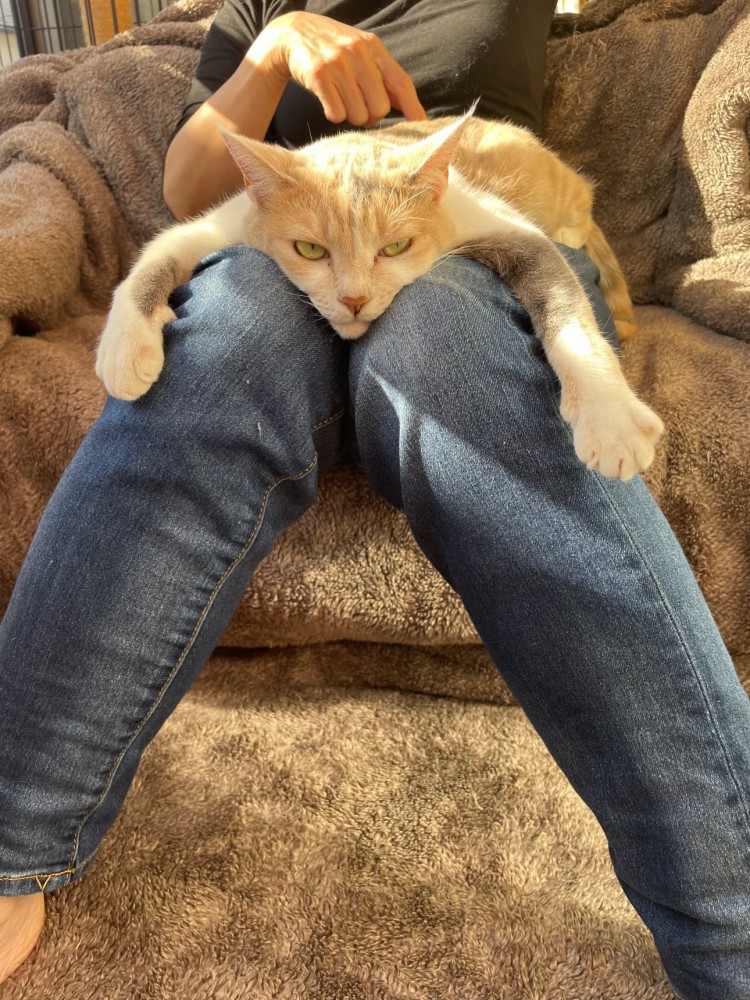 飼い主の膝でくつろぎながらにらむ猫