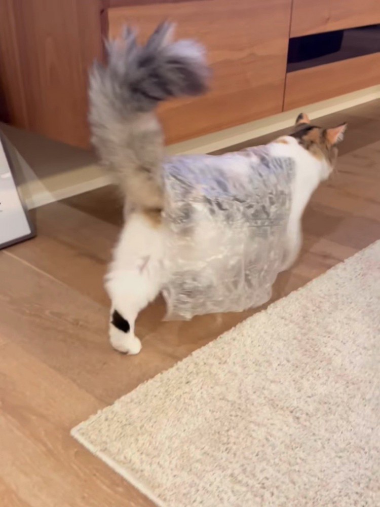 歩く猫の後ろ姿