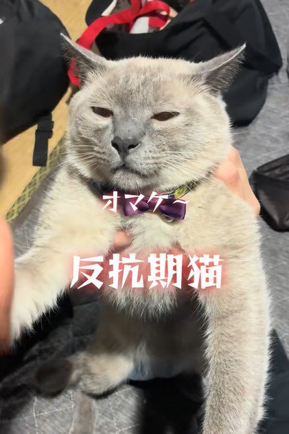 反省する様子がない猫