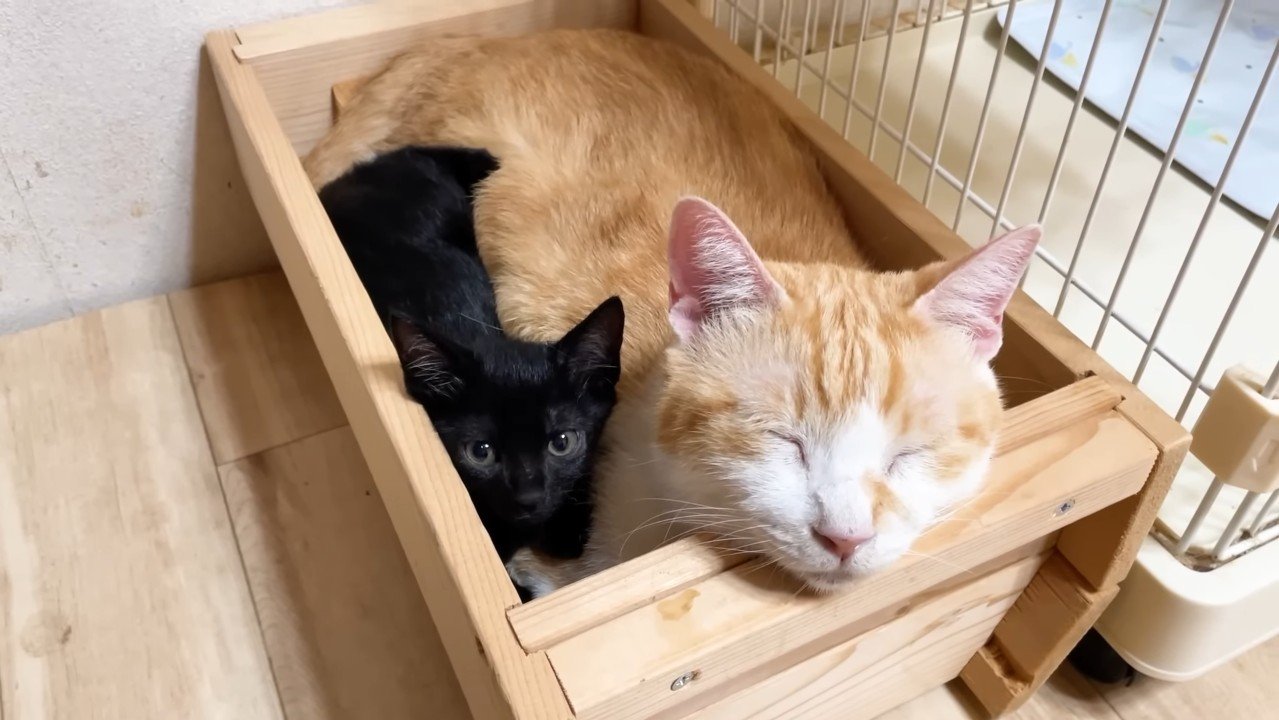 すっぽりはまる子猫