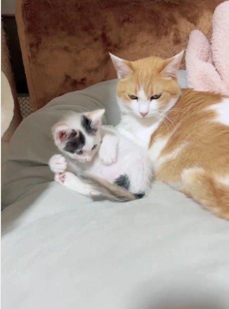 横並びになっている猫と子猫