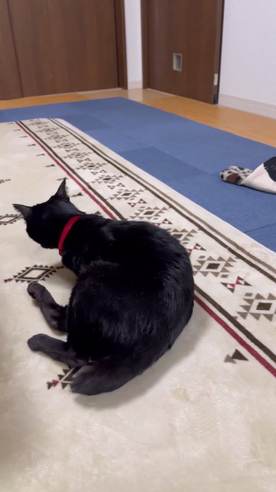 前足をついて立ち上がろうとする猫