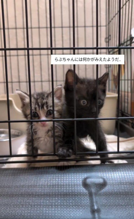 ケージの中の2匹の子猫たち