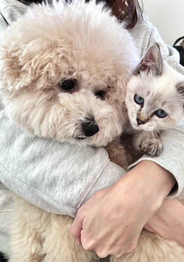 抱きしめられている犬と猫