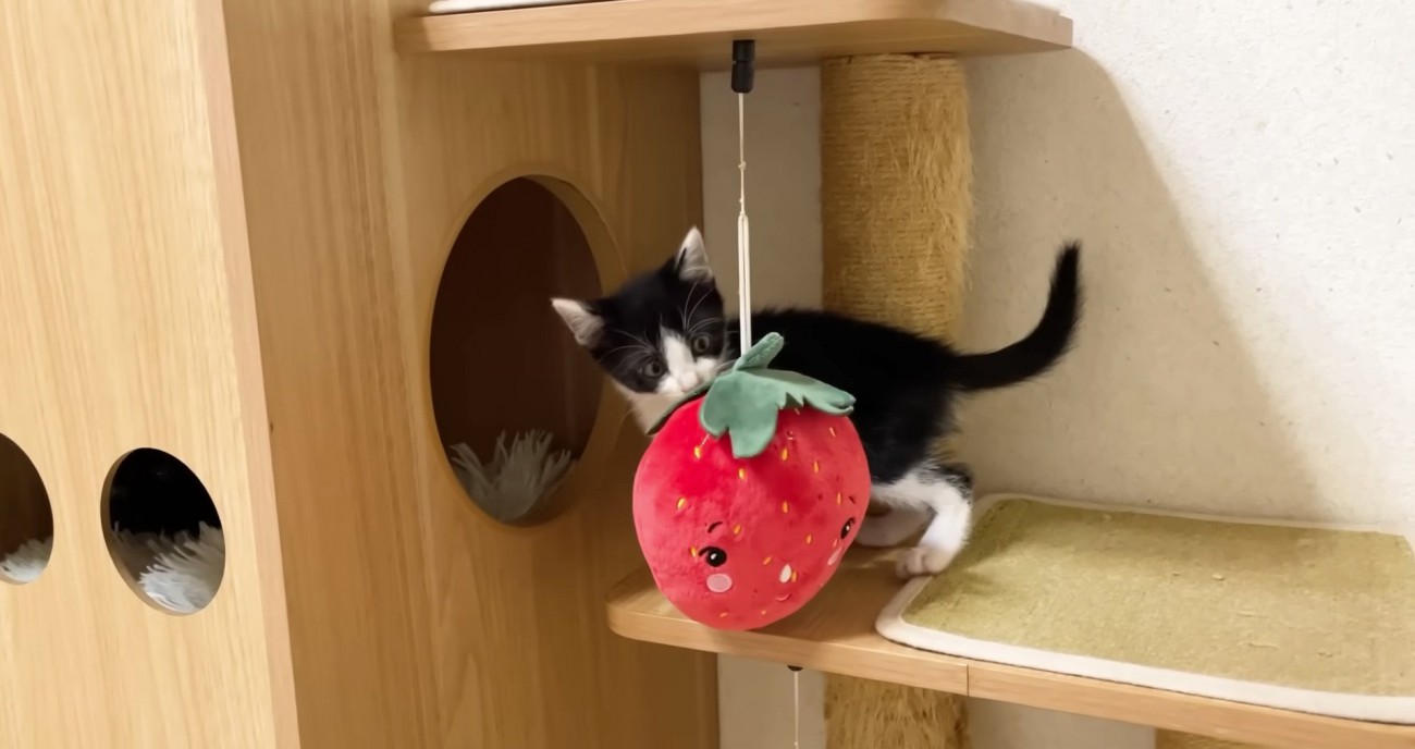 元気な様子のロアちゃん