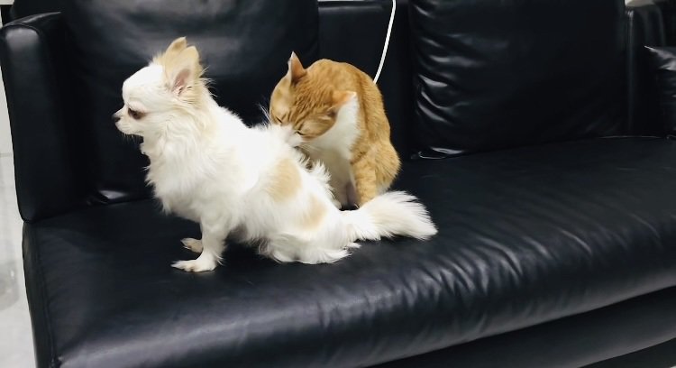 チワワを毛繕いする茶白猫