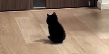 座る子猫のアップ2（横を見てる）