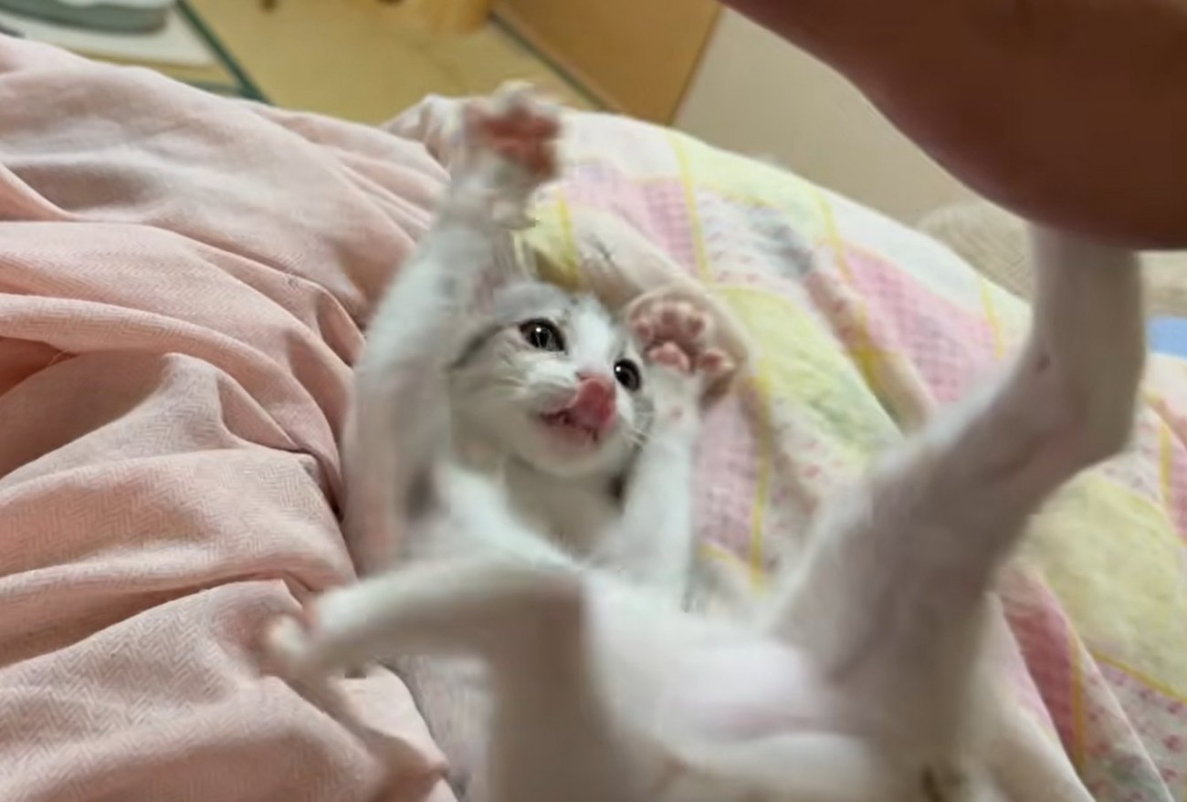 両手両足を広げる子猫