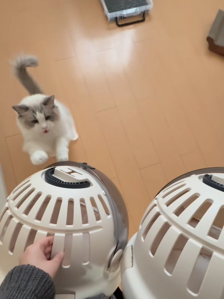 立ち上がる猫