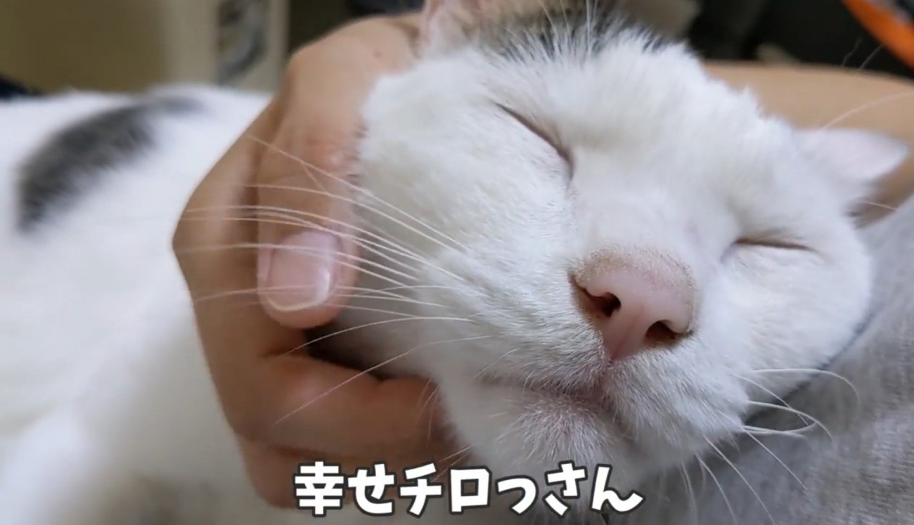 飼い主の膝の上で撫でてもらう猫